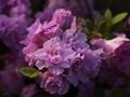 Rhododendron Cherio Azalia